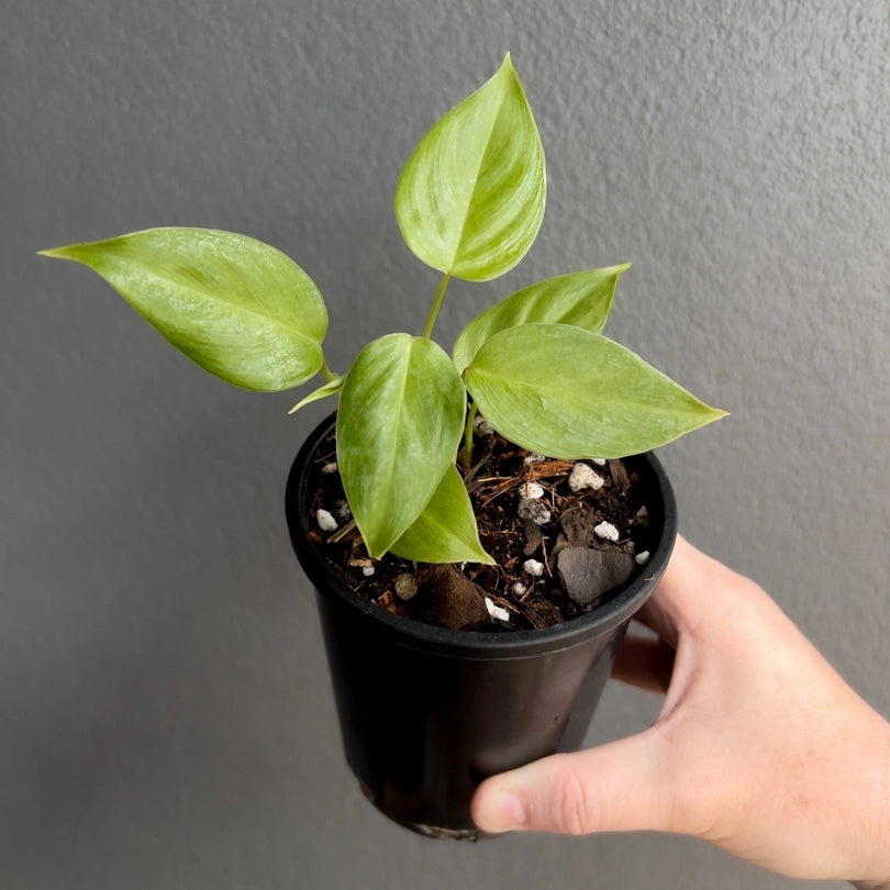 Close-up of Philodendron ornatum foliage highlighting deep green tone and striking white venation. Rare indoor plant collectors Australia.