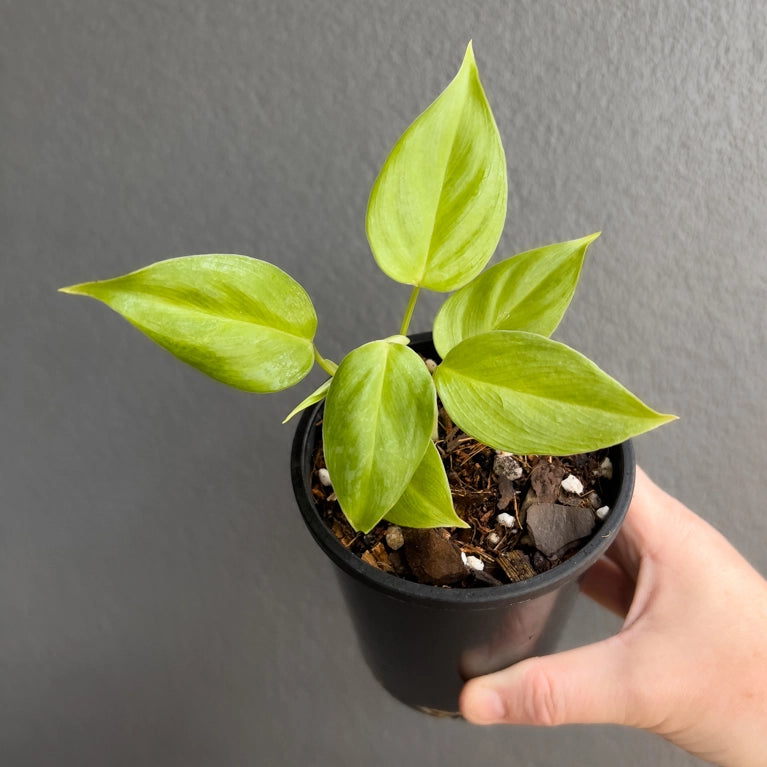 Hand holding a Philodendron ornatum showing dark glossy leaves with bright white veins and smooth texture. Rare indoor plant nursery Australia.