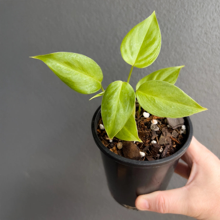 Side view of Philodendron ornatum held against a neutral background showing bold white vein contrast across rich green foliage.