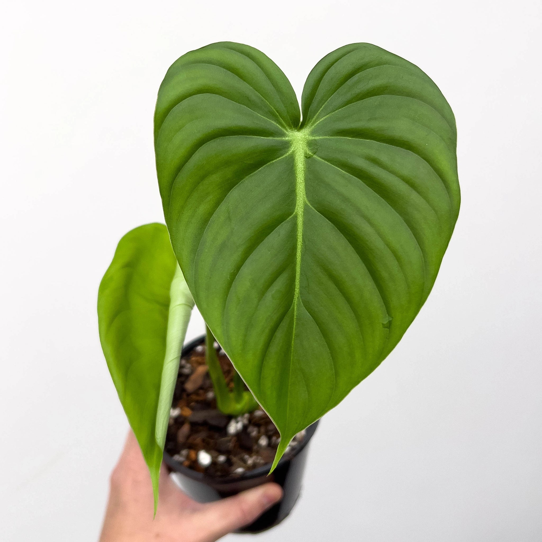 Philodendron Pastazanum