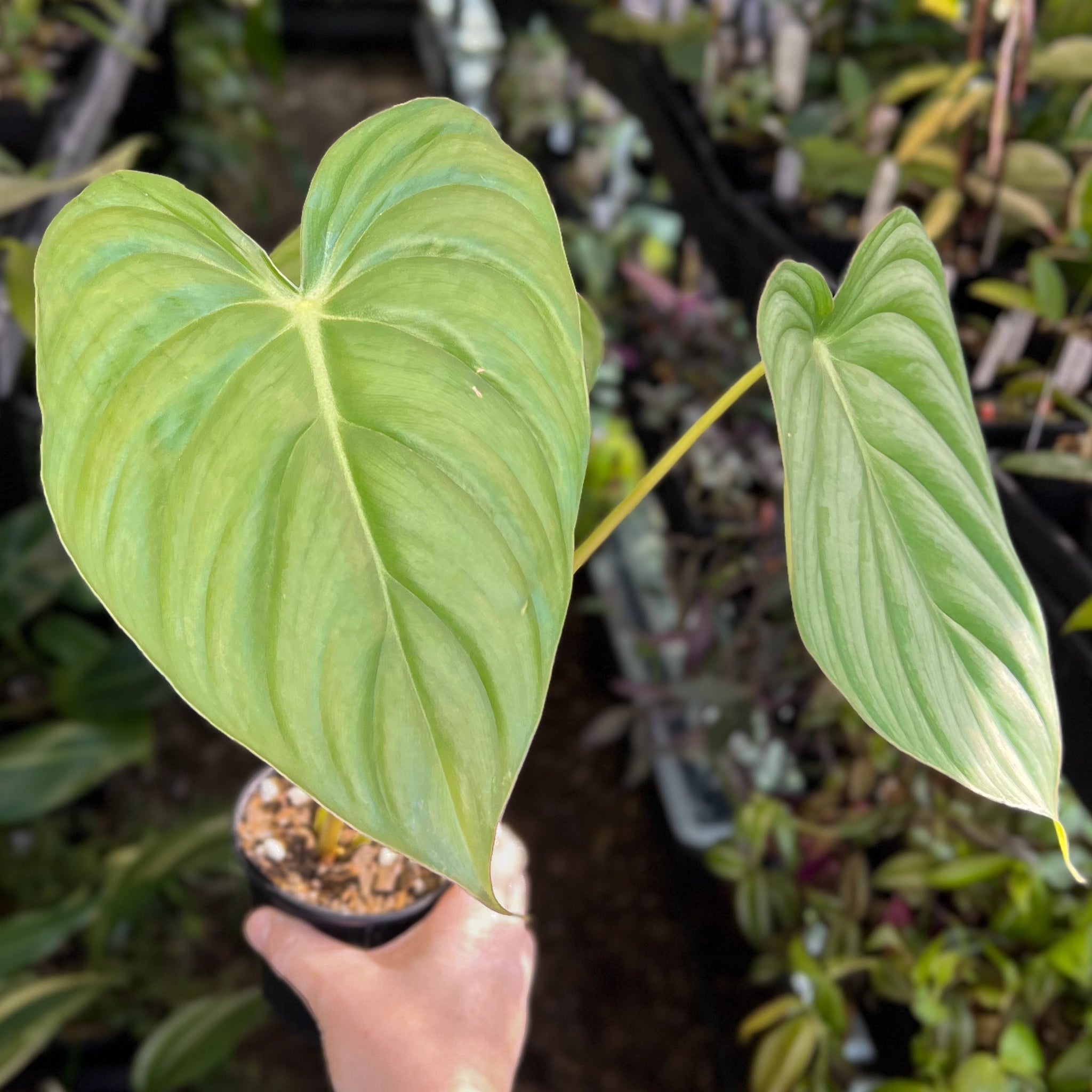 philodendron pastazanum australia Philodendron Pastazanum