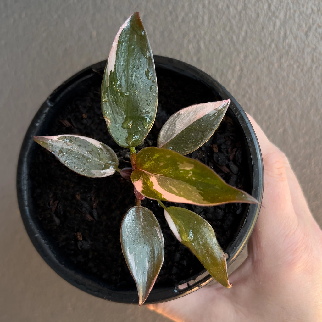 Philodendron Pink Princess side angle capturing upright growth and contrast between pink and deep green tones.