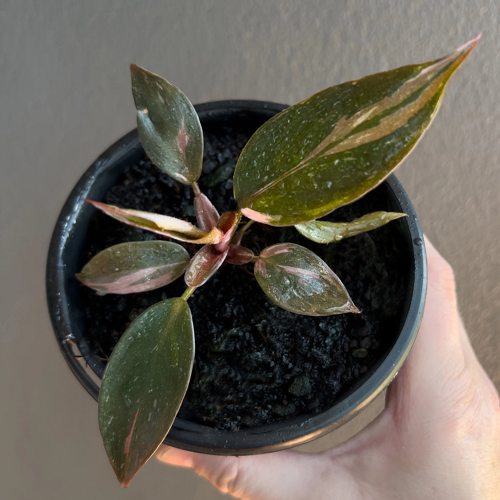 Philodendron Pink Princess top view showing multiple leaves with unique pink markings.