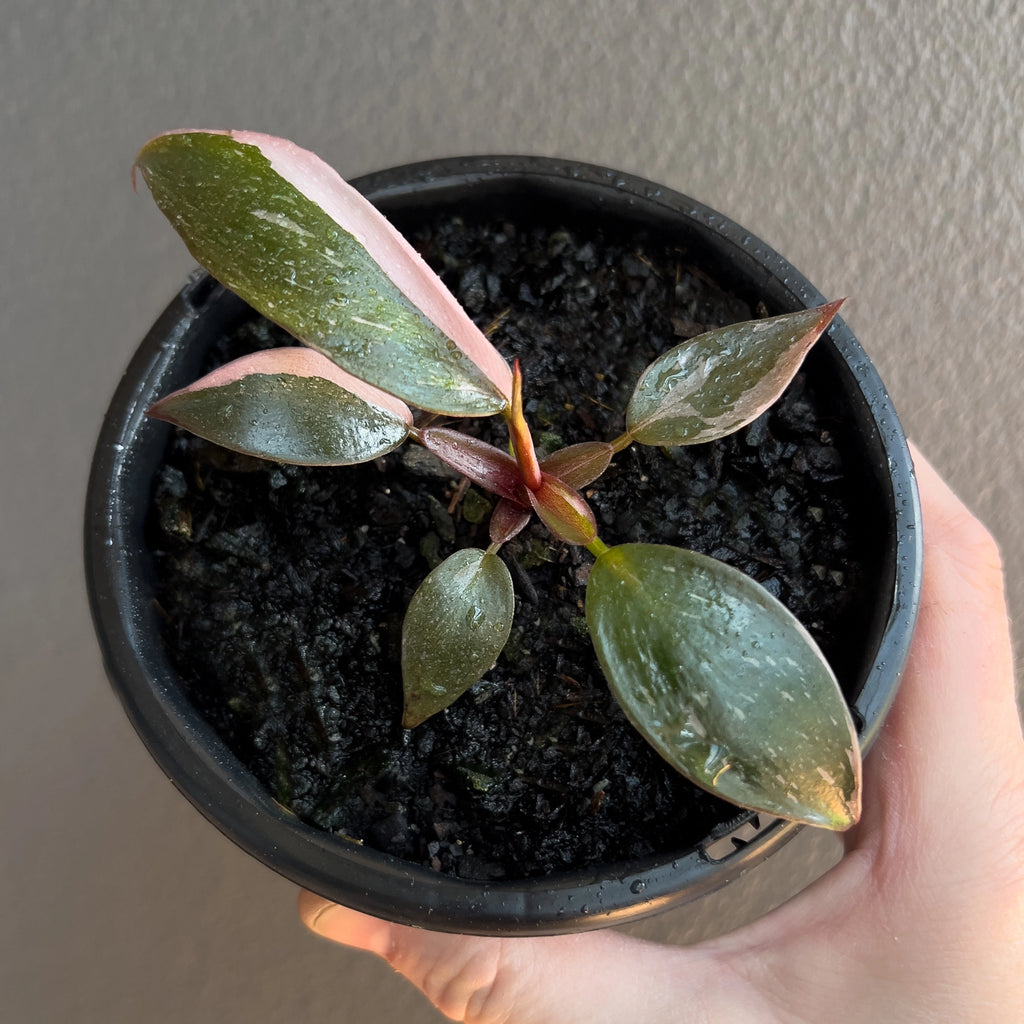 Philodendron Pink Princess close up highlighting bright pink blocks and flecks across the foliage.