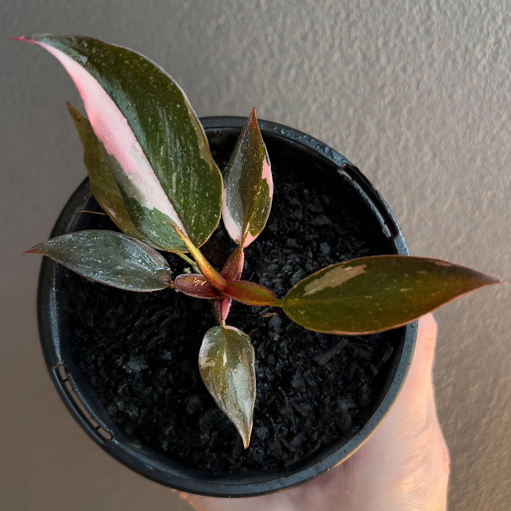 Philodendron Pink Princess in a nursery pot showing dark leaves with soft pink variegation.