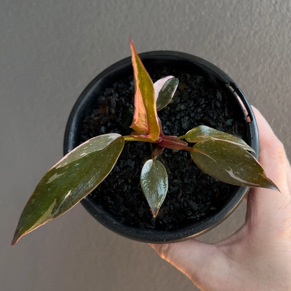 Philodendron Pink Princess detailed leaf close up showing glossy texture and bold pink sections.