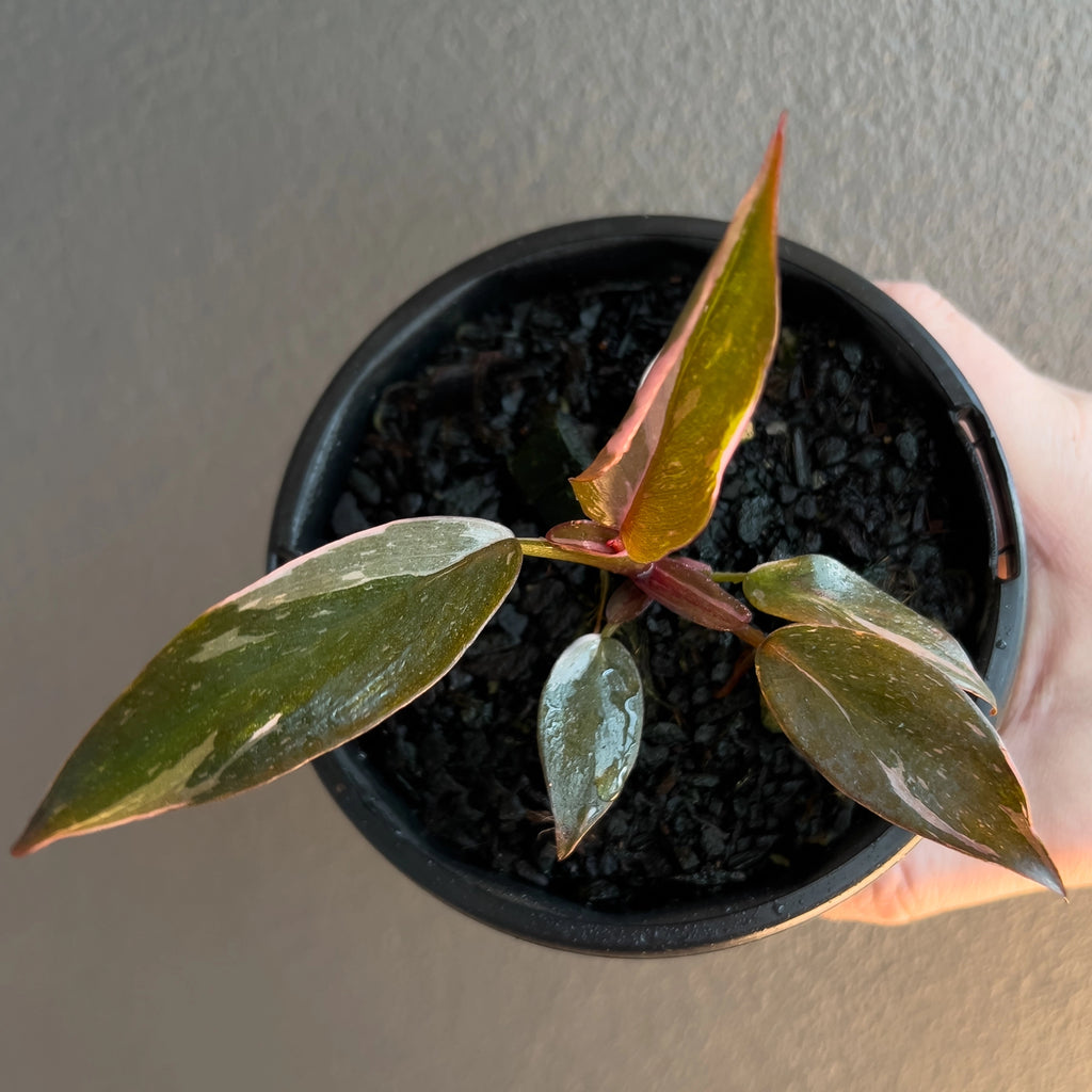 Philodendron Pink Princess plant held in hand to show size and variegation pattern.