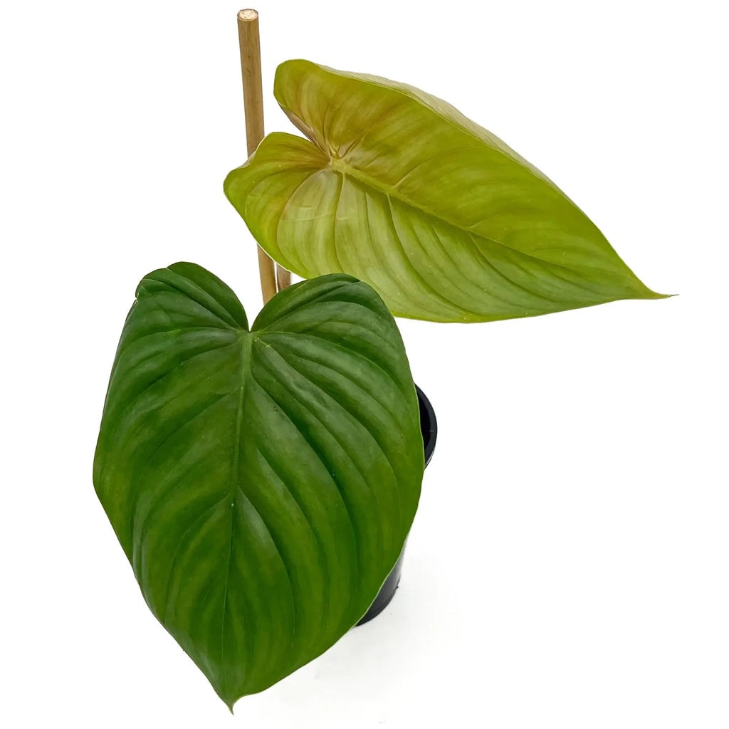 Philodendron plowmanii X tenue | Indoor Plant | Chalet Boutique - Australia