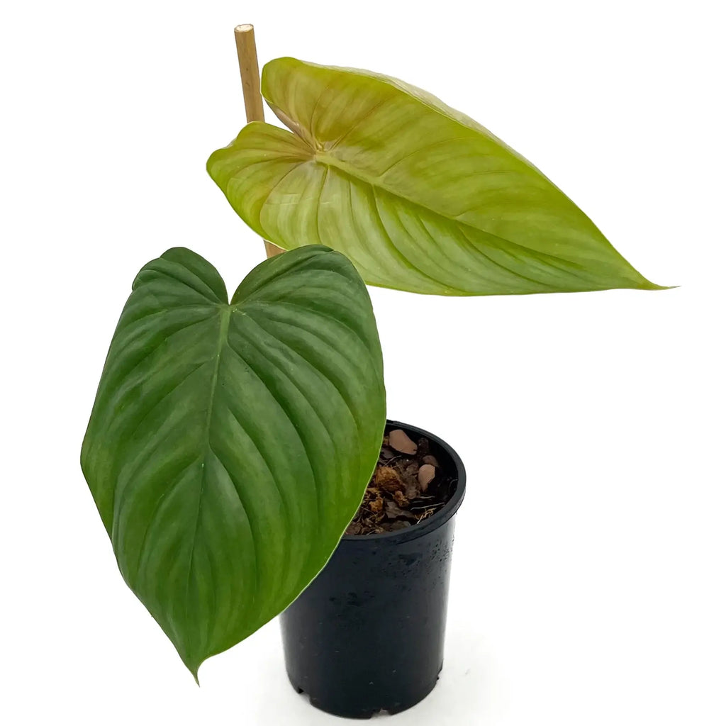 Philodendron plowmanii X tenue | Indoor Plant | Chalet Boutique - Australia