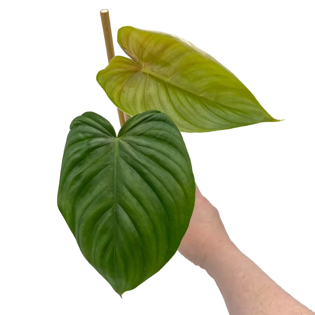 Philodendron plowmanii X tenue | Indoor Plant | Chalet Boutique - Australia