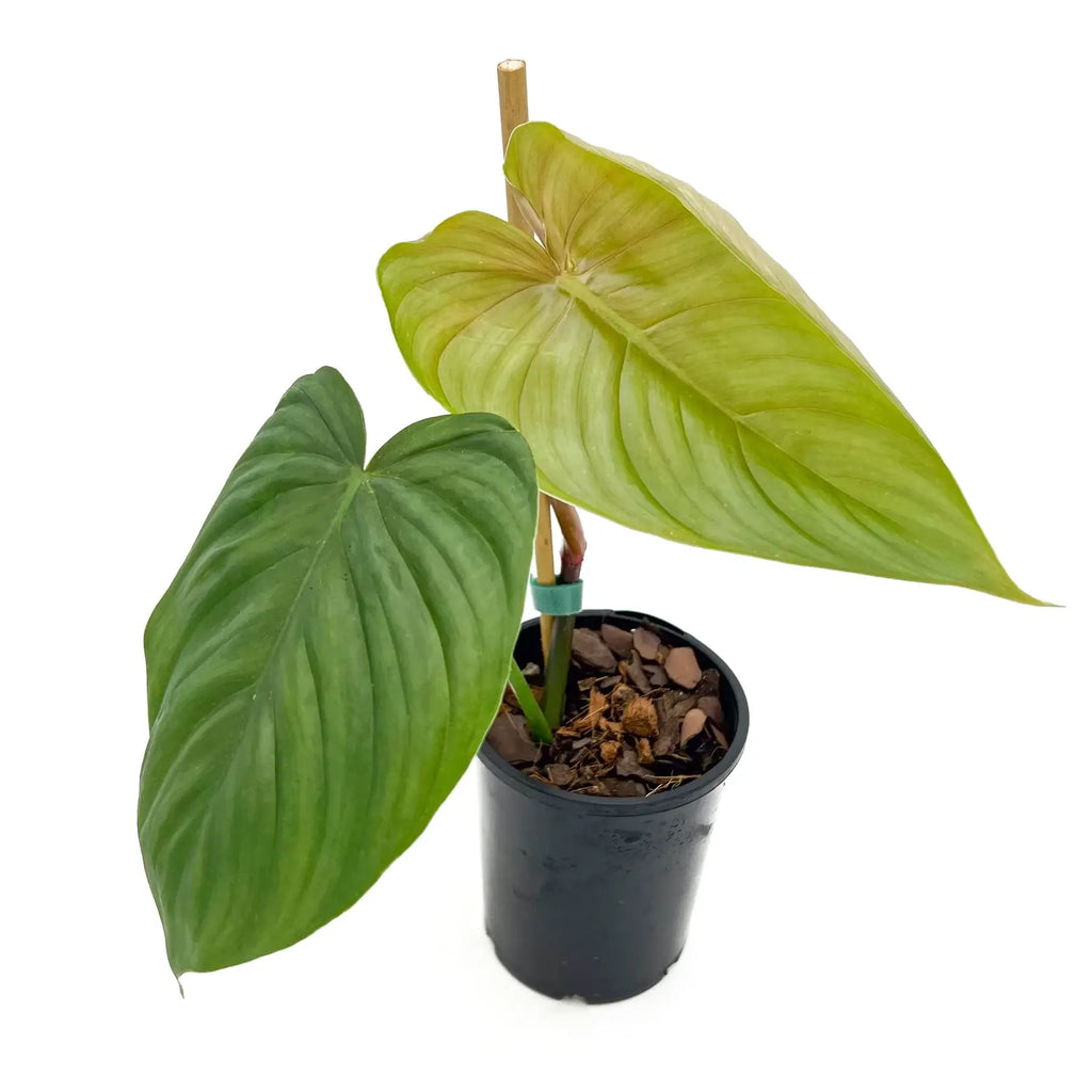 Philodendron plowmanii X tenue | Indoor Plant | Chalet Boutique - Australia