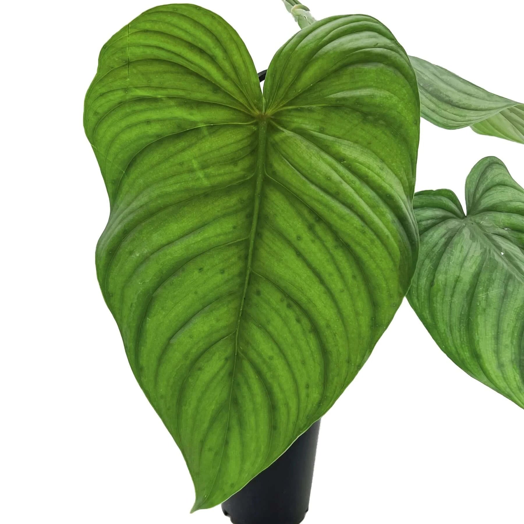 philodendron plowmanii x tenue Philodendron Plowmanii X Tenue