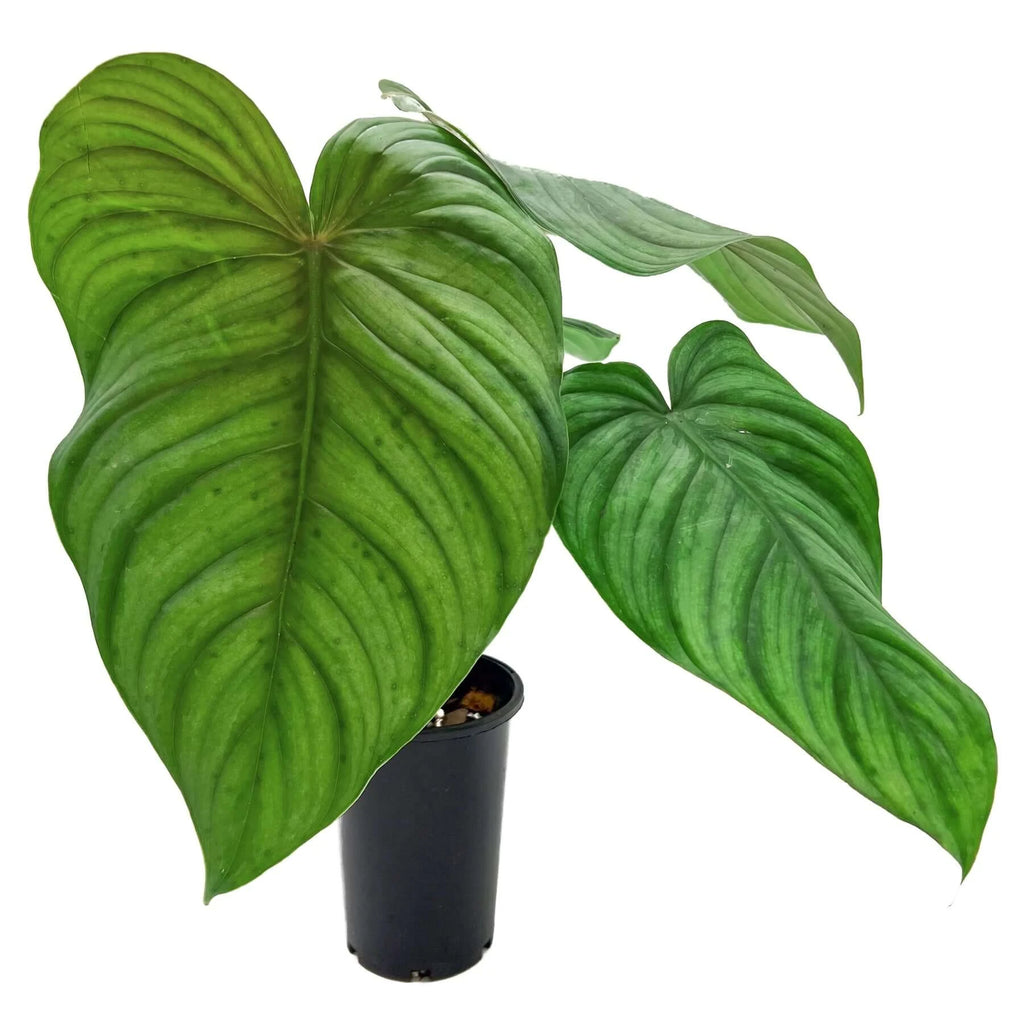 Philodendron plowmanii X tenue | Indoor Plant | Chalet Boutique - Australia