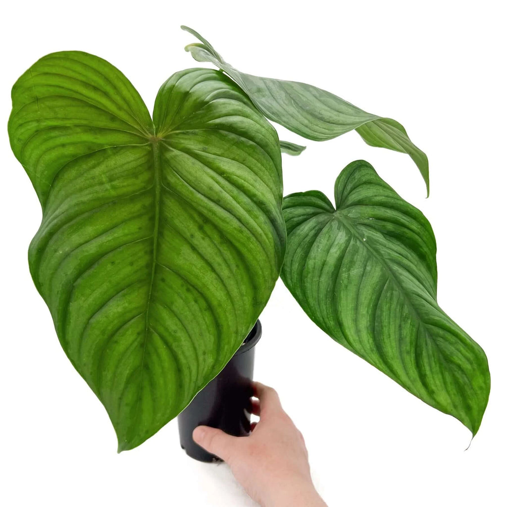 Philodendron plowmanii X tenue | Indoor Plant | Chalet Boutique - Australia