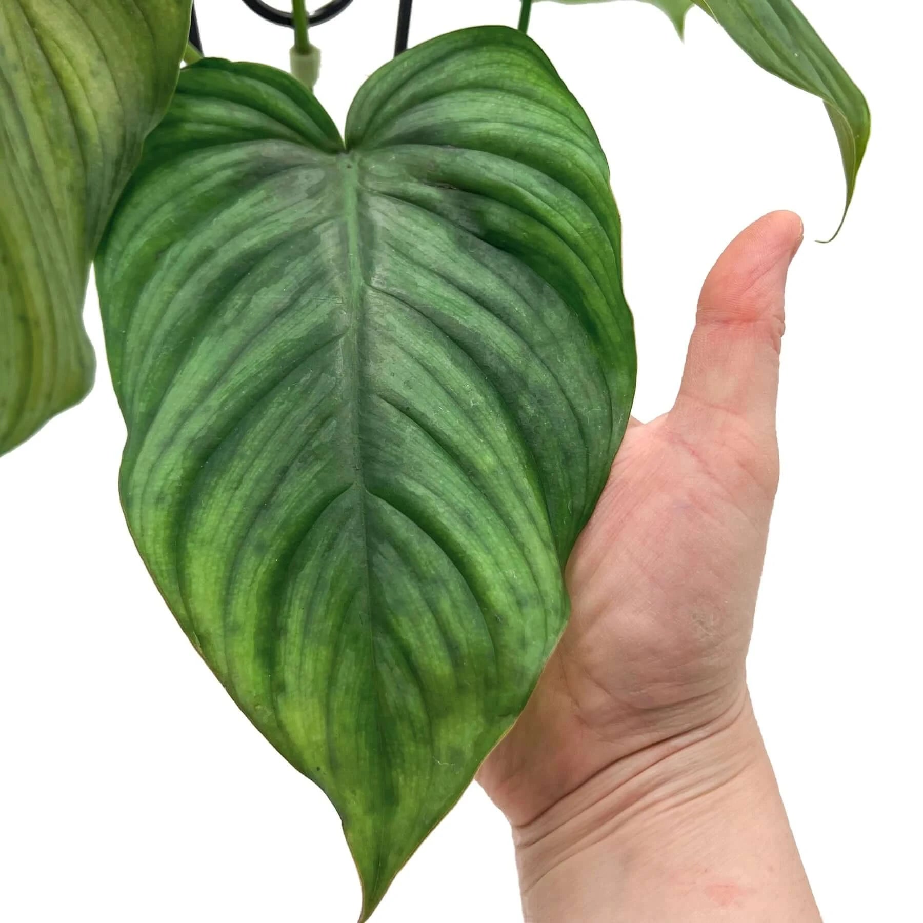 philodendron tenue aff Philodendron Plowmanii X Tenue