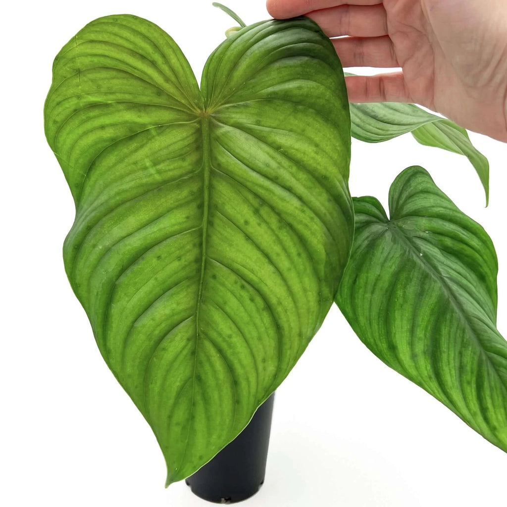 Philodendron plowmanii X tenue | Indoor Plant | Chalet Boutique - Australia