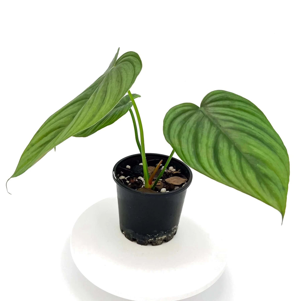 Philodendron plowmanii X tenue | Indoor Plant | Chalet Boutique - Australia