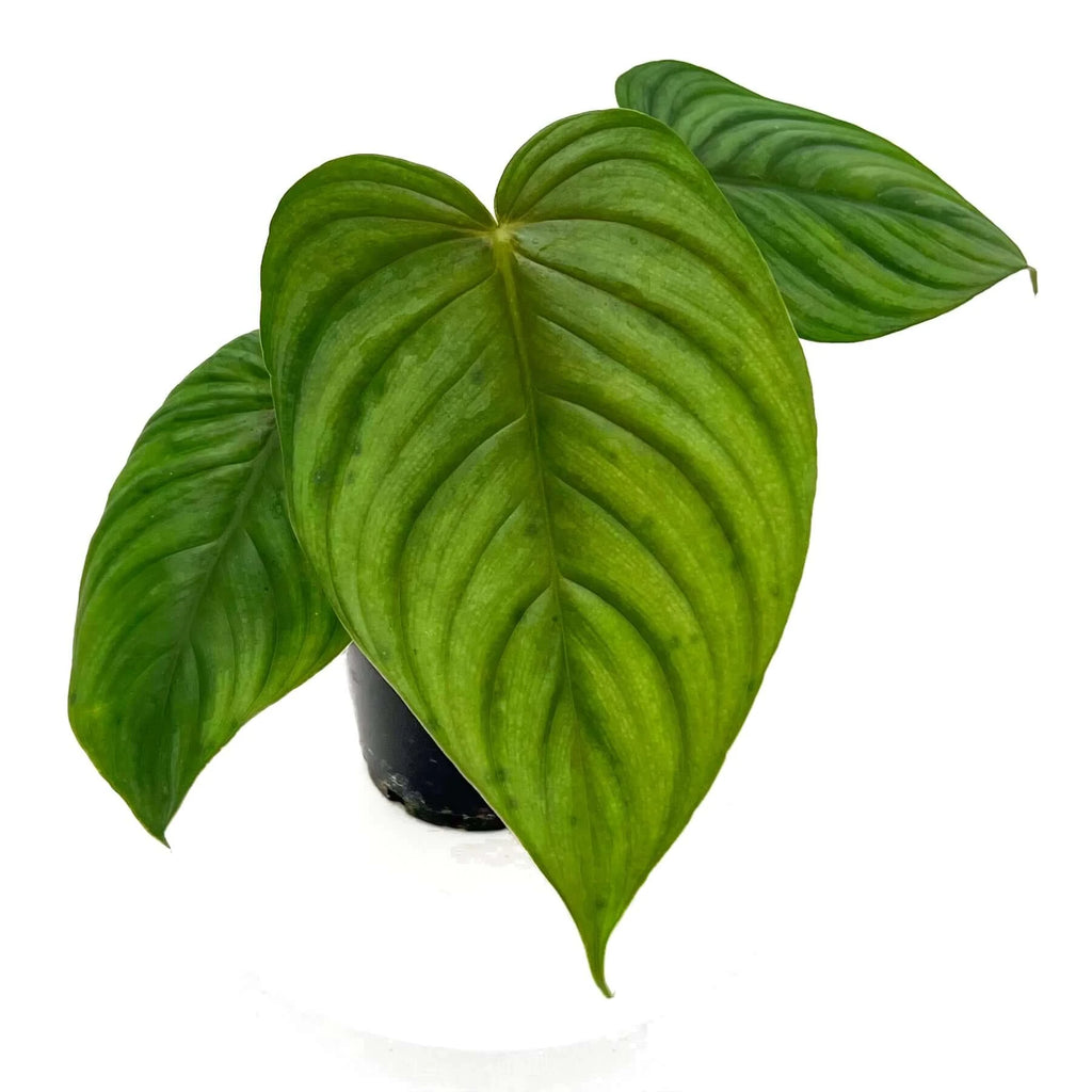 Philodendron plowmanii X tenue | Indoor Plant | Chalet Boutique - Australia