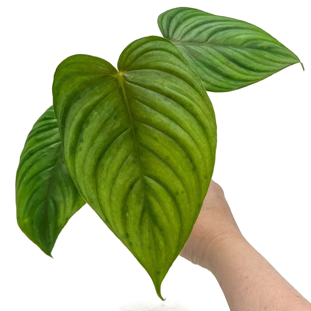 Philodendron plowmanii X tenue | Indoor Plant | Chalet Boutique - Australia