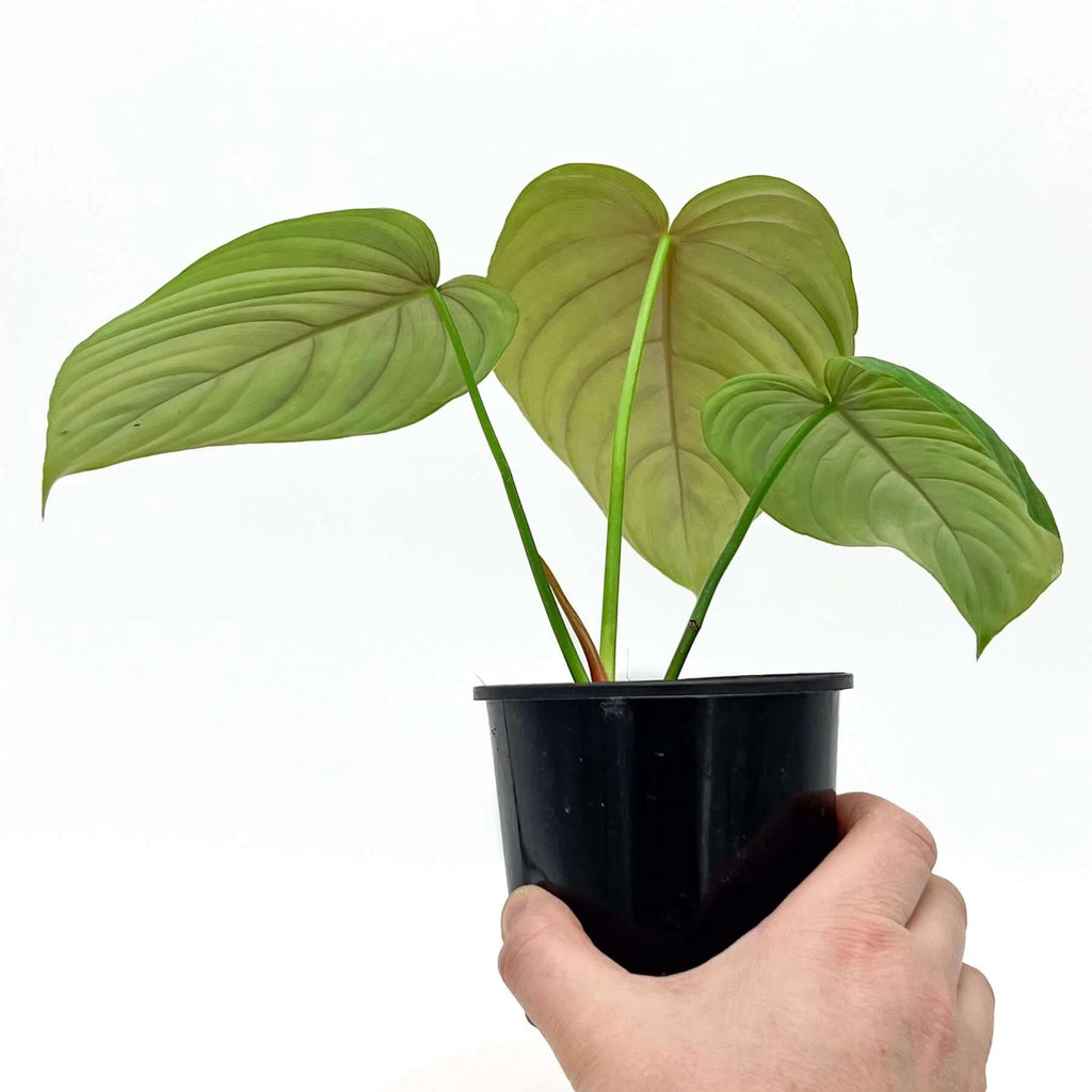 Philodendron plowmanii X tenue | Indoor Plant | Chalet Boutique - Australia