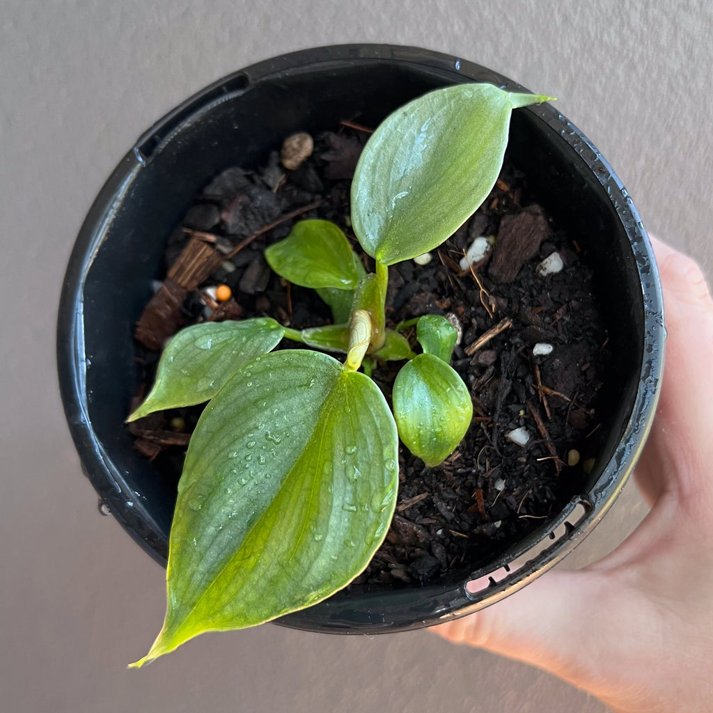 Philodendron plowmanii side angle displaying its creeping growth habit and broad mature leaves.