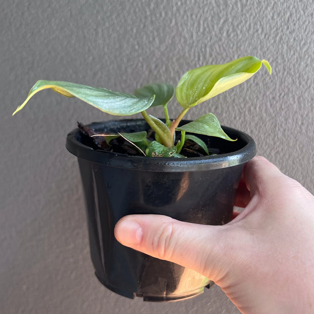 Philodendron plowmanii plant held in hand to show size and leaf detail.