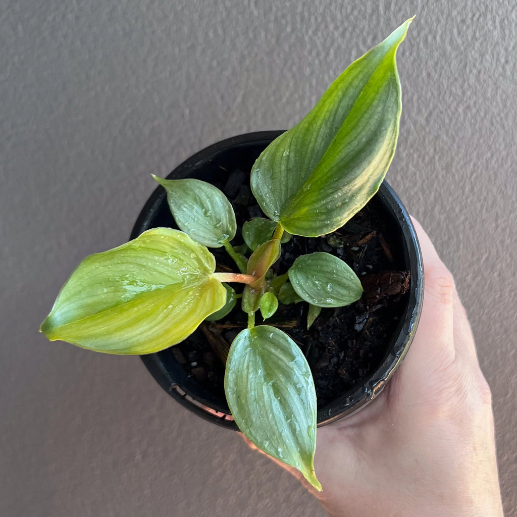 Philodendron plowmanii top view showing multiple rippled leaves with strong midrib structure.