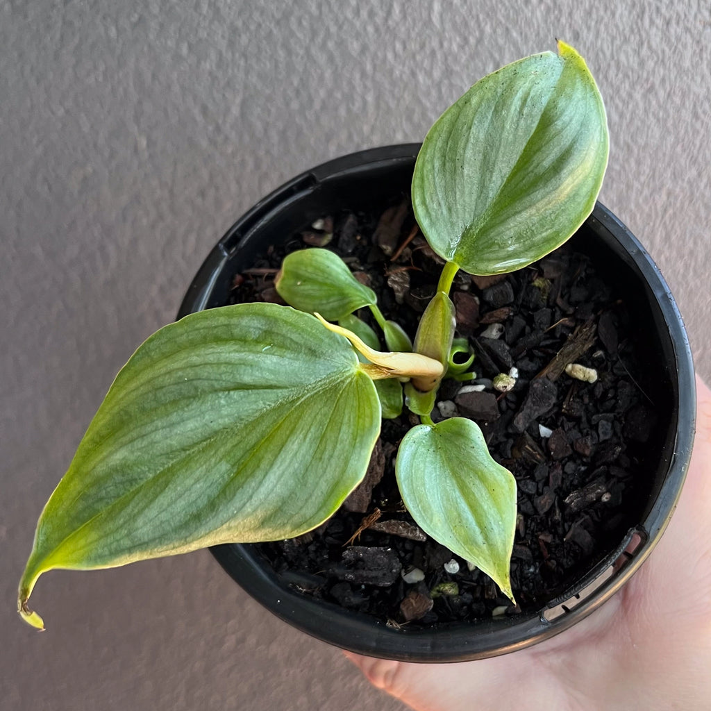 Philodendron plowmanii in a nursery pot showing large quilted leaves with soft heart shaped form.