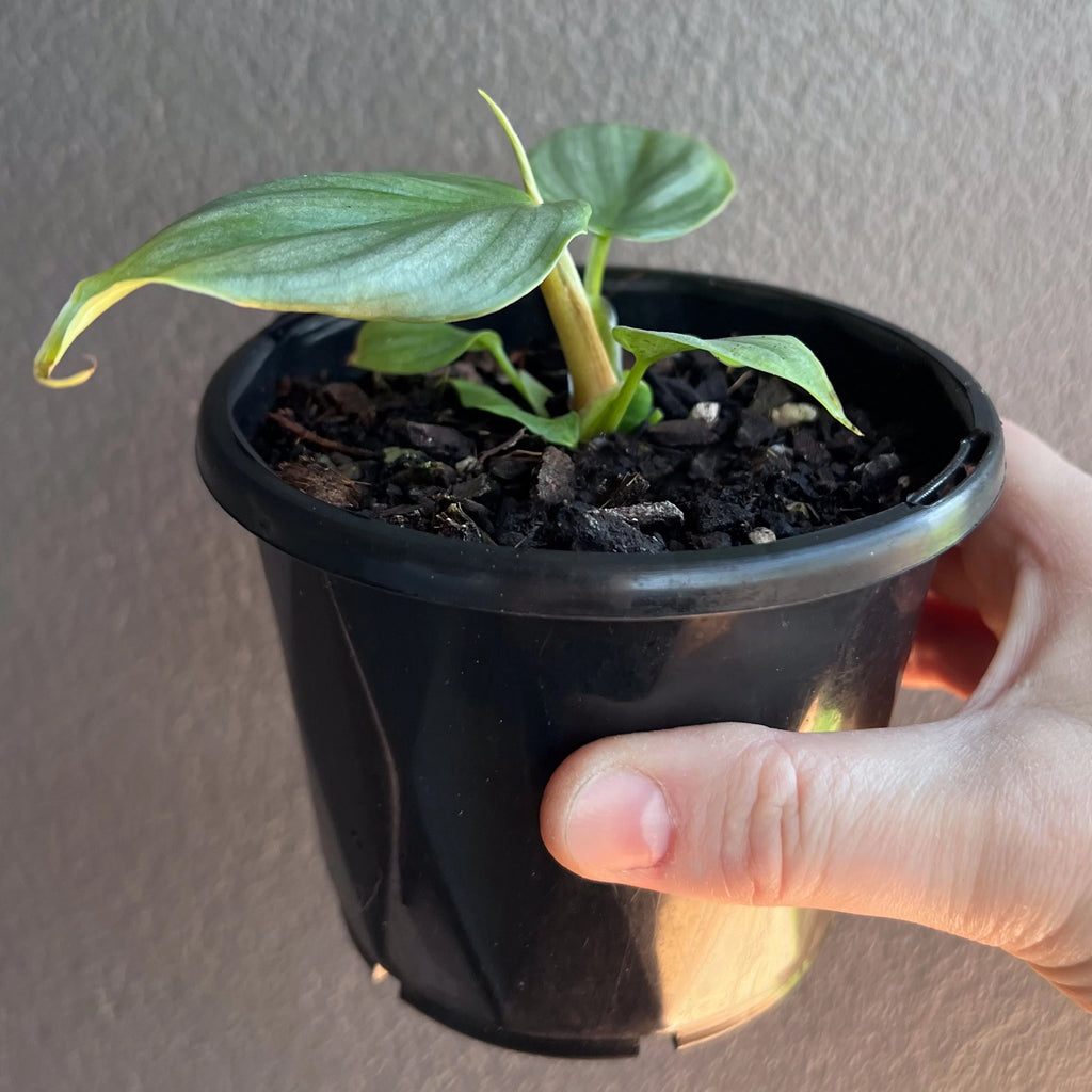 Philodendron plowmanii close view of a single leaf capturing the quilted surface and colour variation.