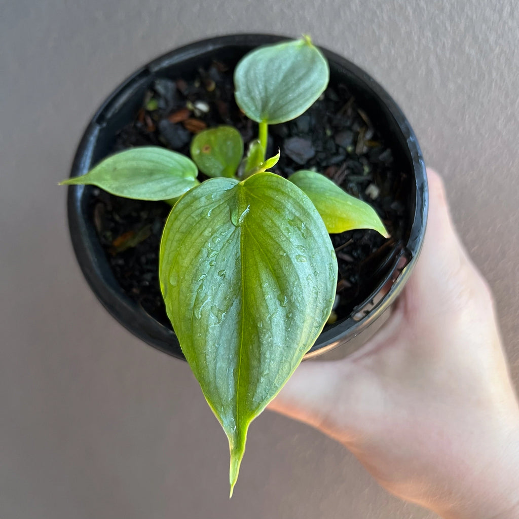 Philodendron plowmanii photographed indoors highlighting the textured foliage and spreading growth.