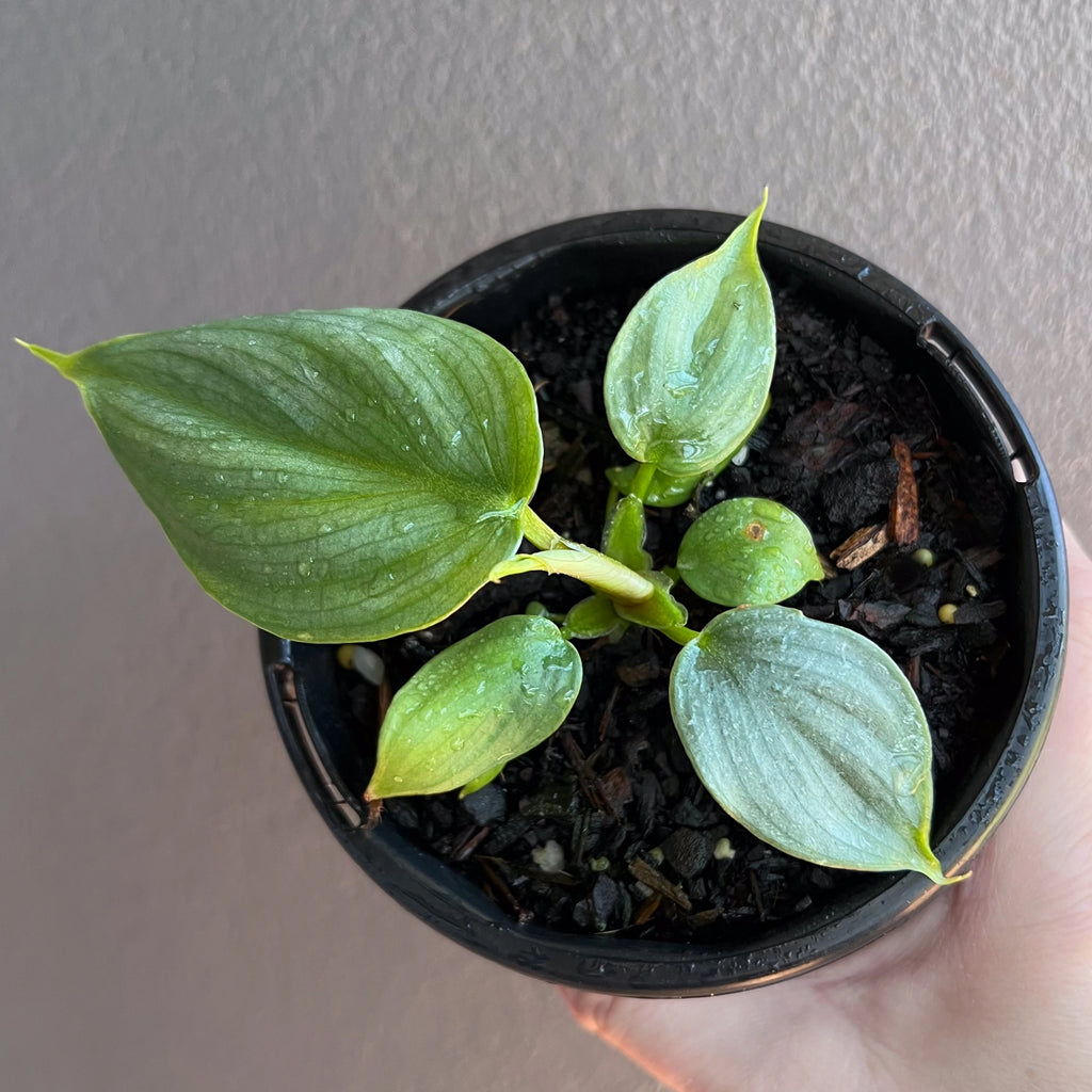 Philodendron plowmanii close up highlighting the textured venation and subtle grey green tones.