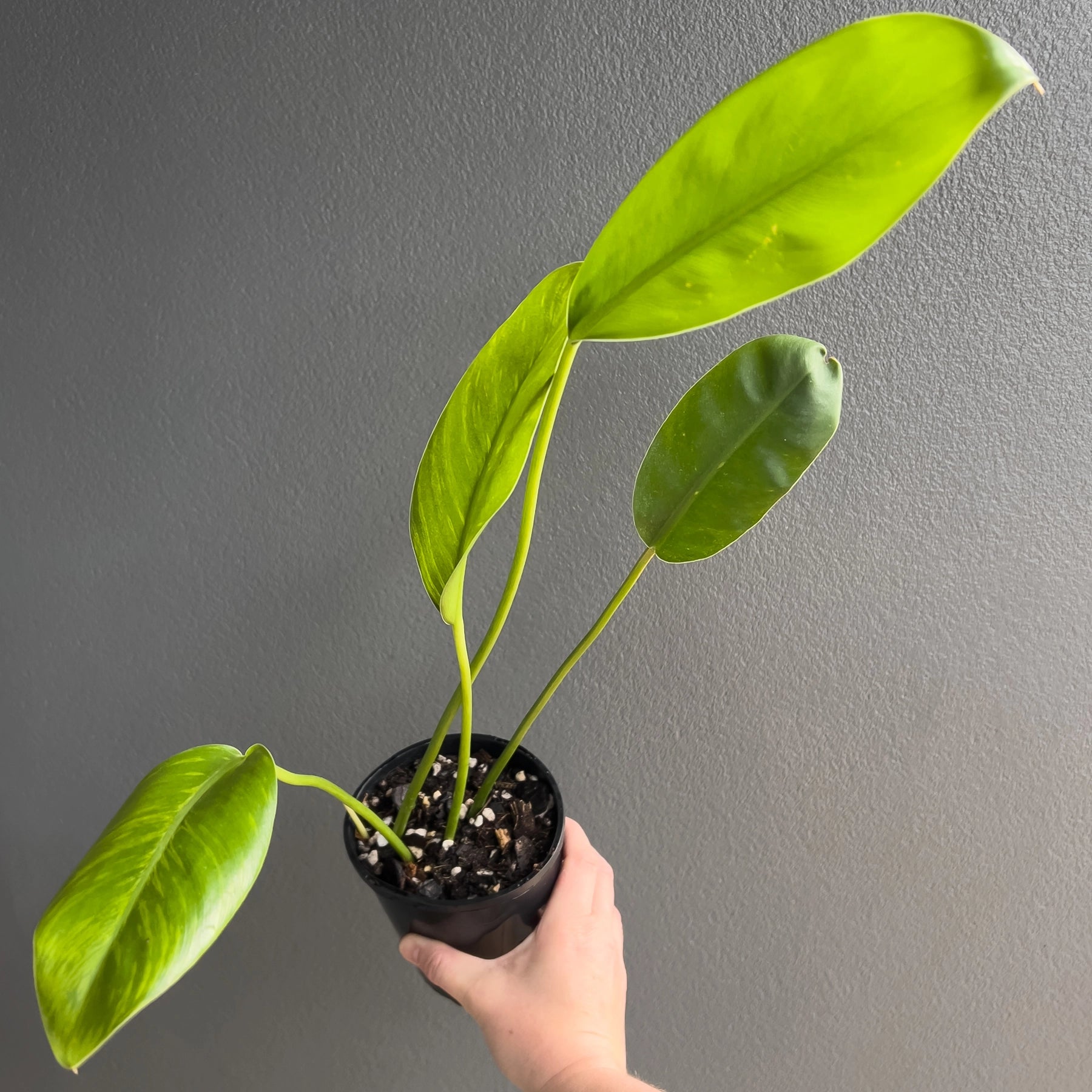 Buy Philodendron Renauxii 'Paddle Leaf' Online