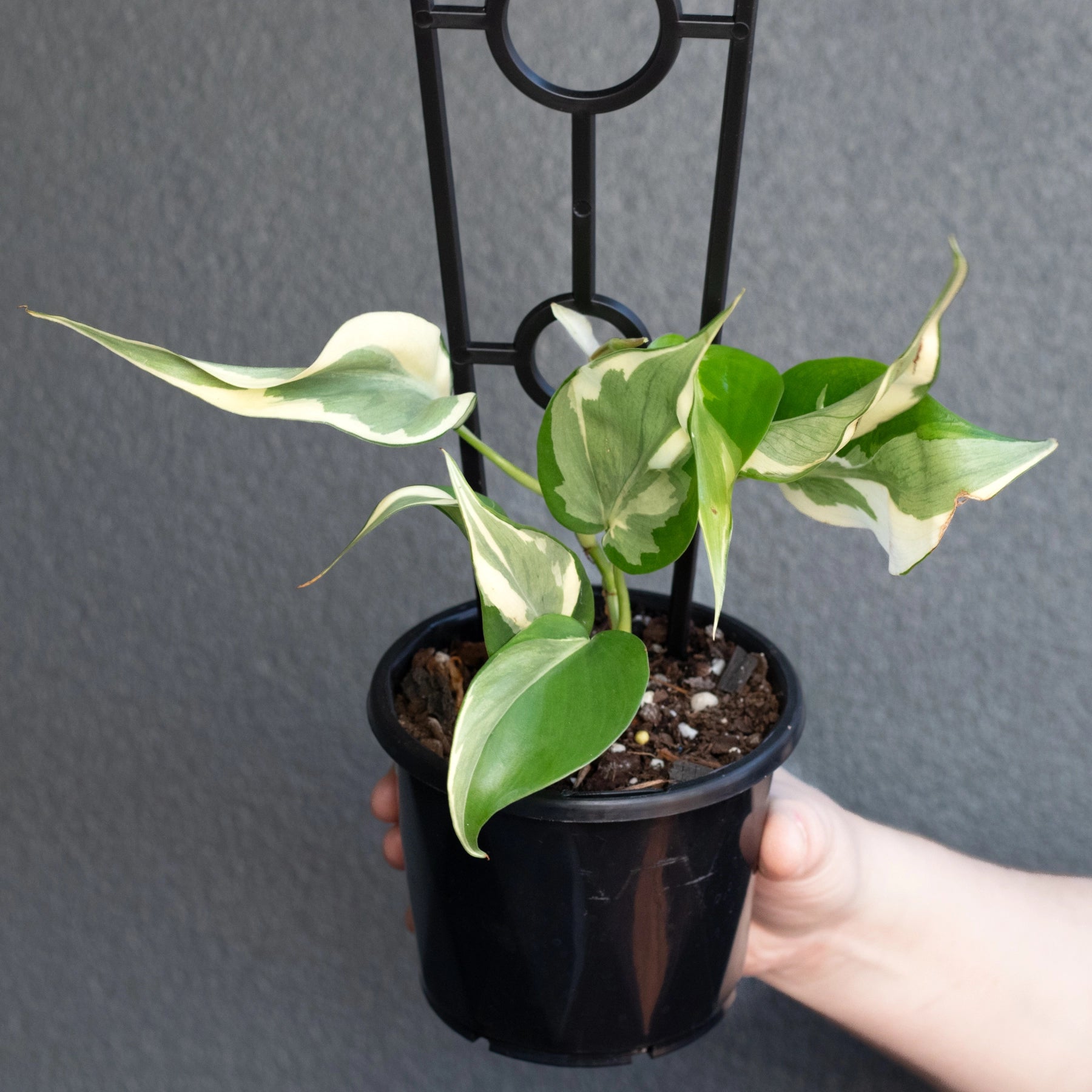 Buy Philodendron hederaceum 'Rio' Online