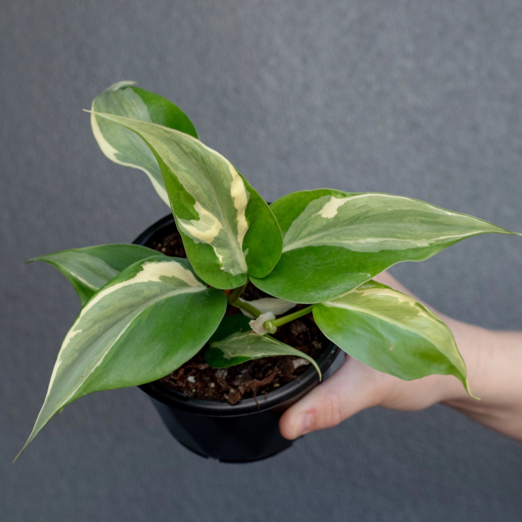 Buy Philodendron hederaceum 'Rio' Online