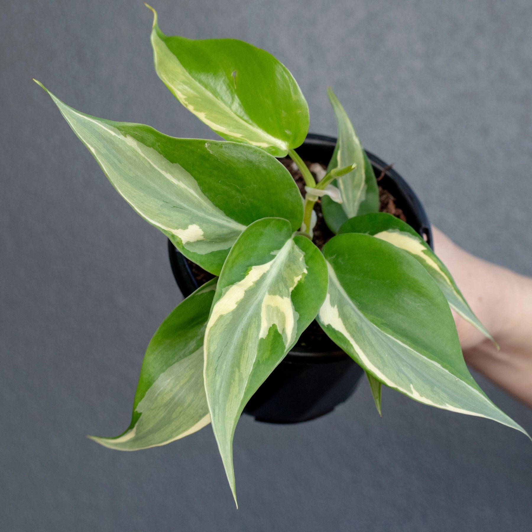 rio philodendron for sale Buy Philodendron hederaceum 'Rio' Online