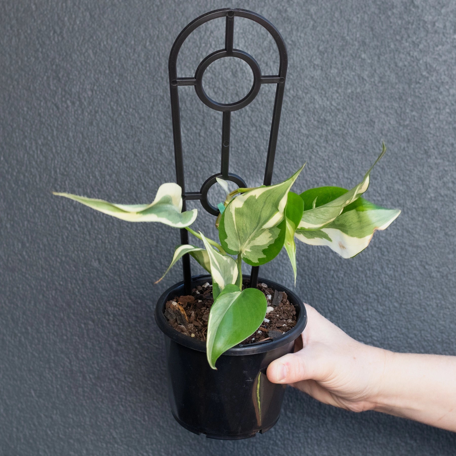 buy philodendron brasil australia Buy Philodendron hederaceum 'Rio' Online