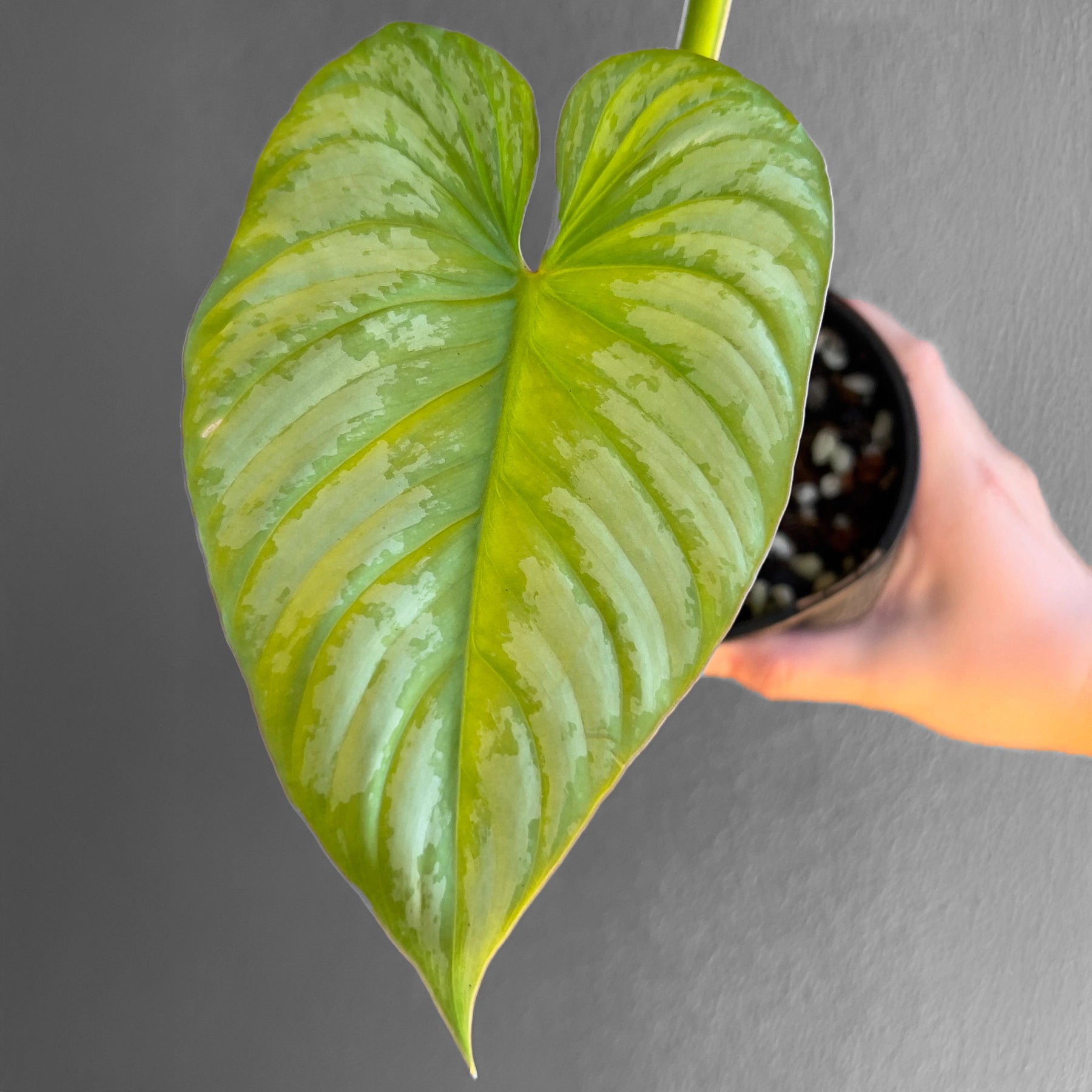 philodendron sodiroi vs silver cloud Buy Philodendron mamei 'Silver Cloud' Online
