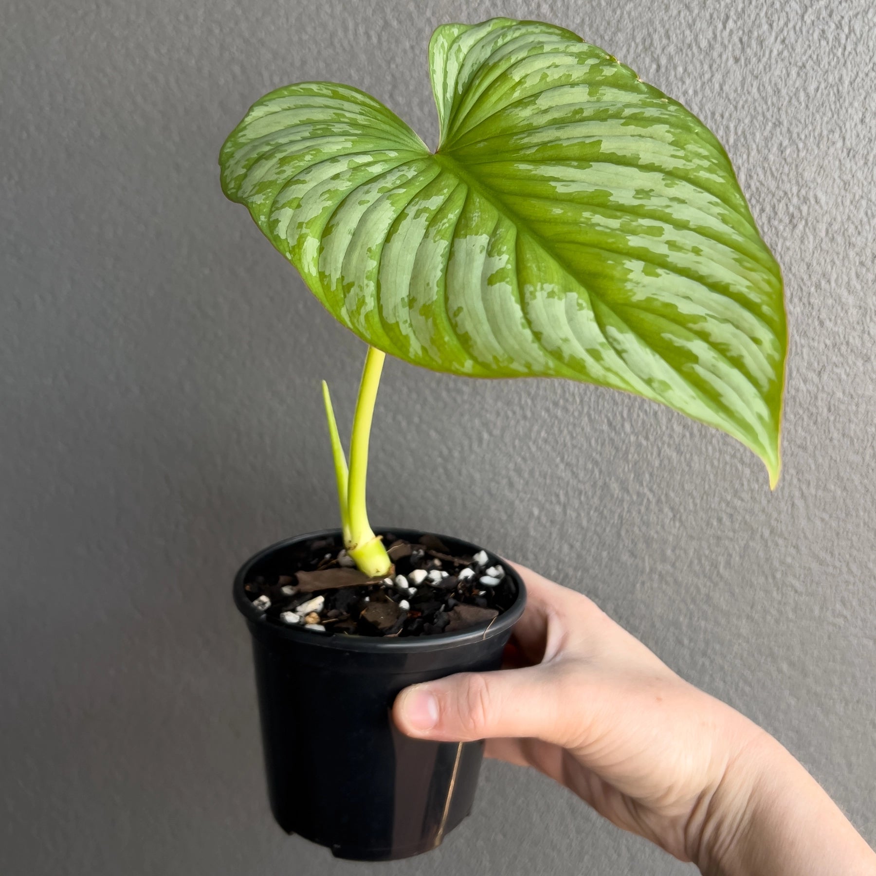 philodendron plowmanii silver cloud Buy Philodendron mamei 'Silver Cloud' Online