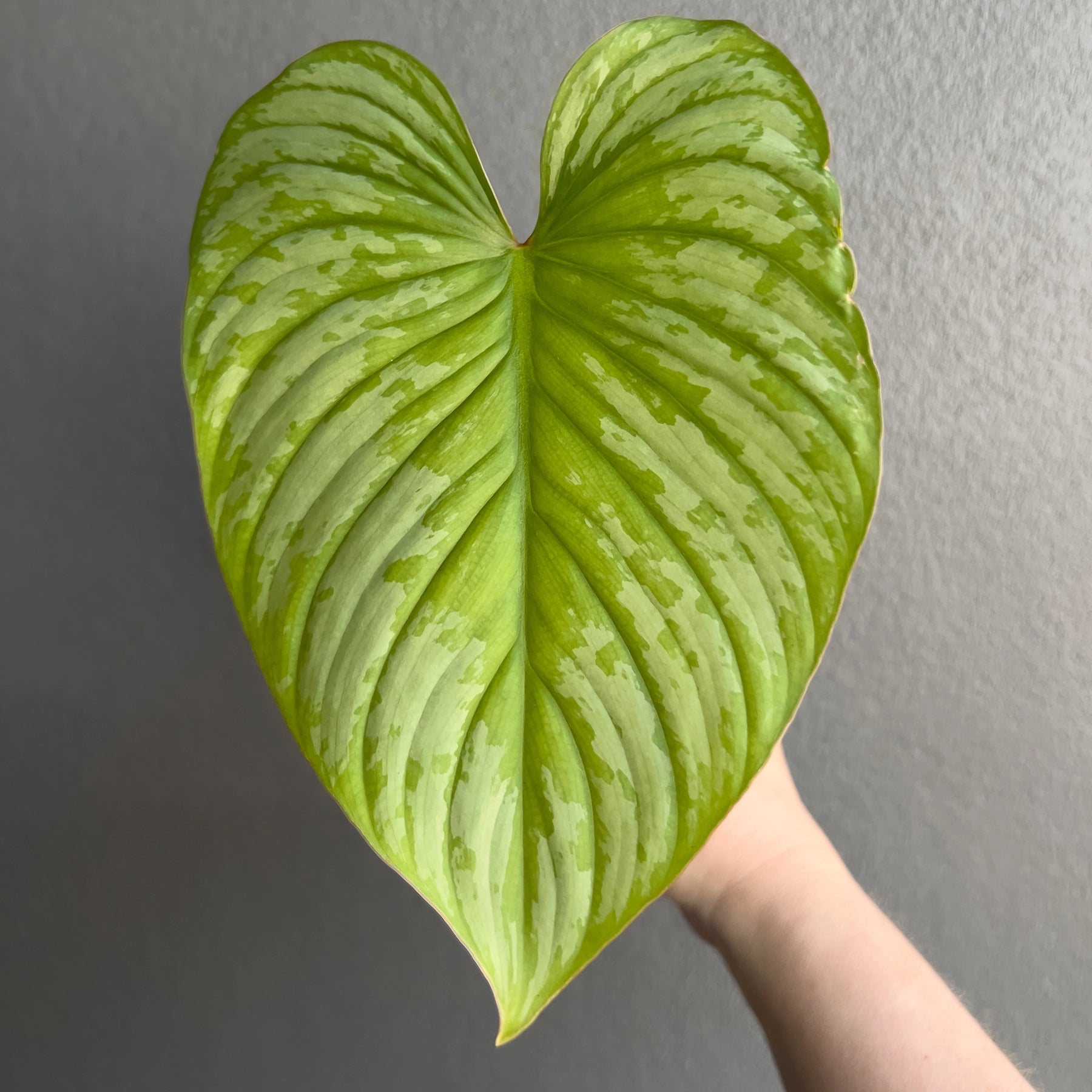 philodendron mamei aff Buy Philodendron mamei 'Silver Cloud' Online