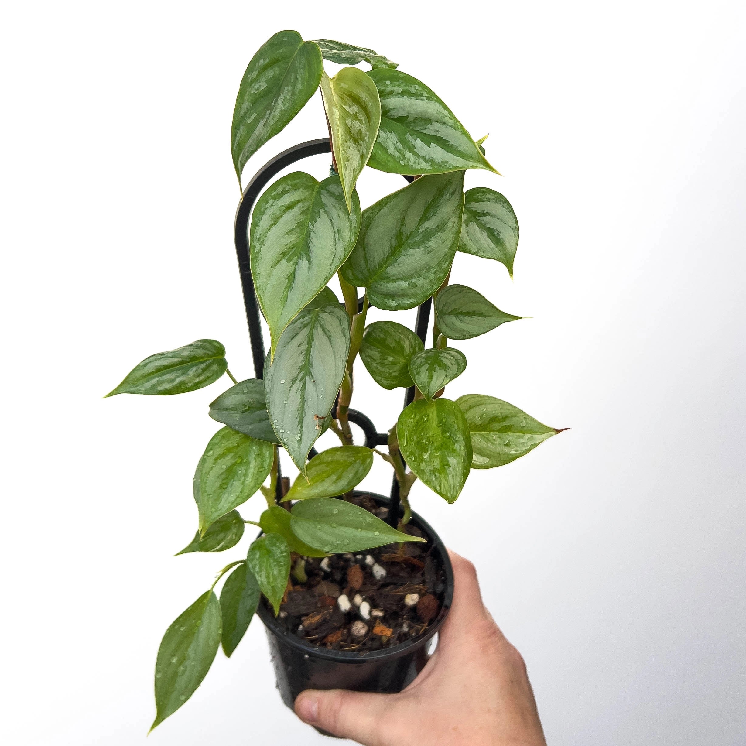 is philodendron sodiroi a climber Philodendron Sodiroi