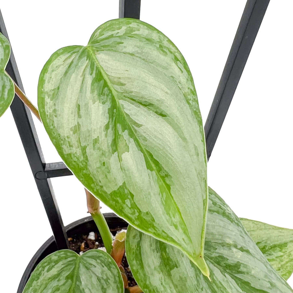 Philodendron sodirini | Indoor Plant | Chalet Boutique - Australia