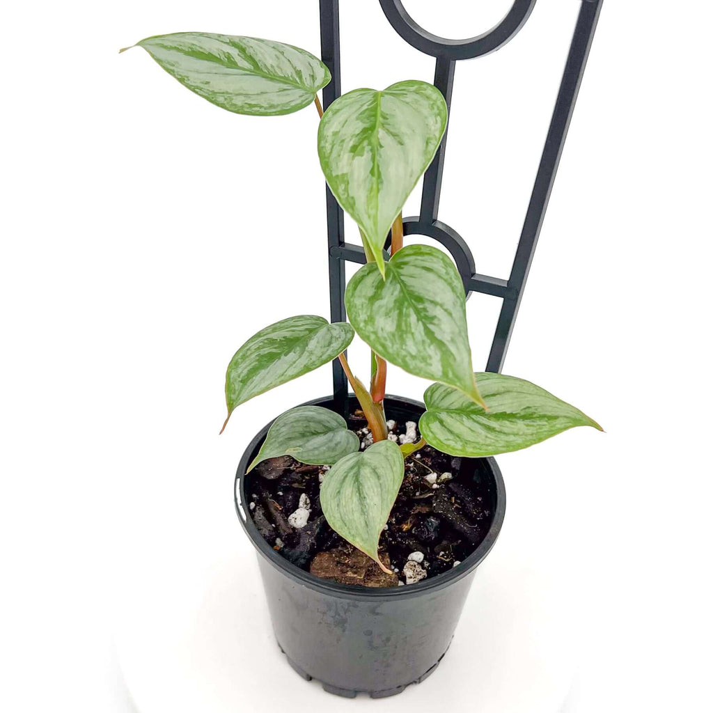 Philodendron sodirini | Indoor Plant | Chalet Boutique - Australia