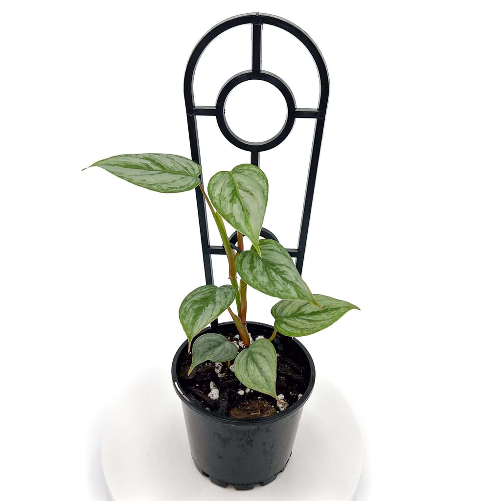 Philodendron sodirini | Indoor Plant | Chalet Boutique - Australia