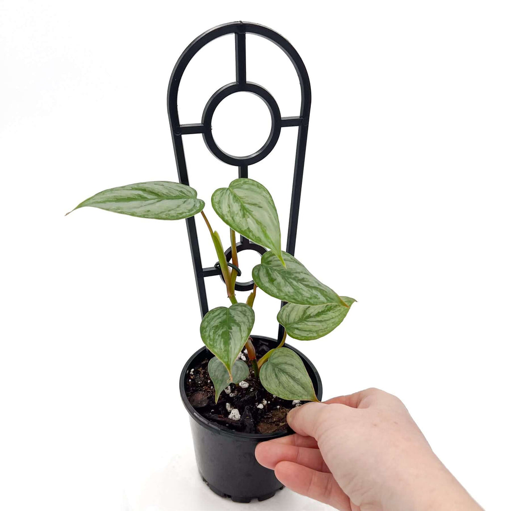 Philodendron sodirini | Indoor Plant | Chalet Boutique - Australia