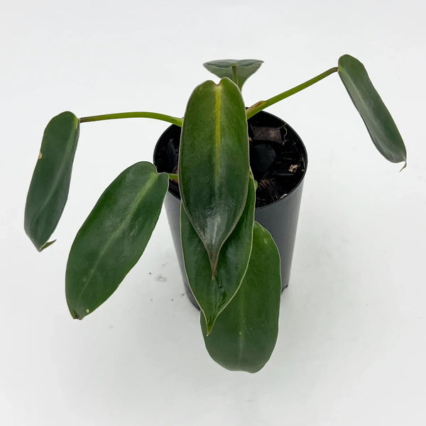 Philodendron Spiritus Sancti