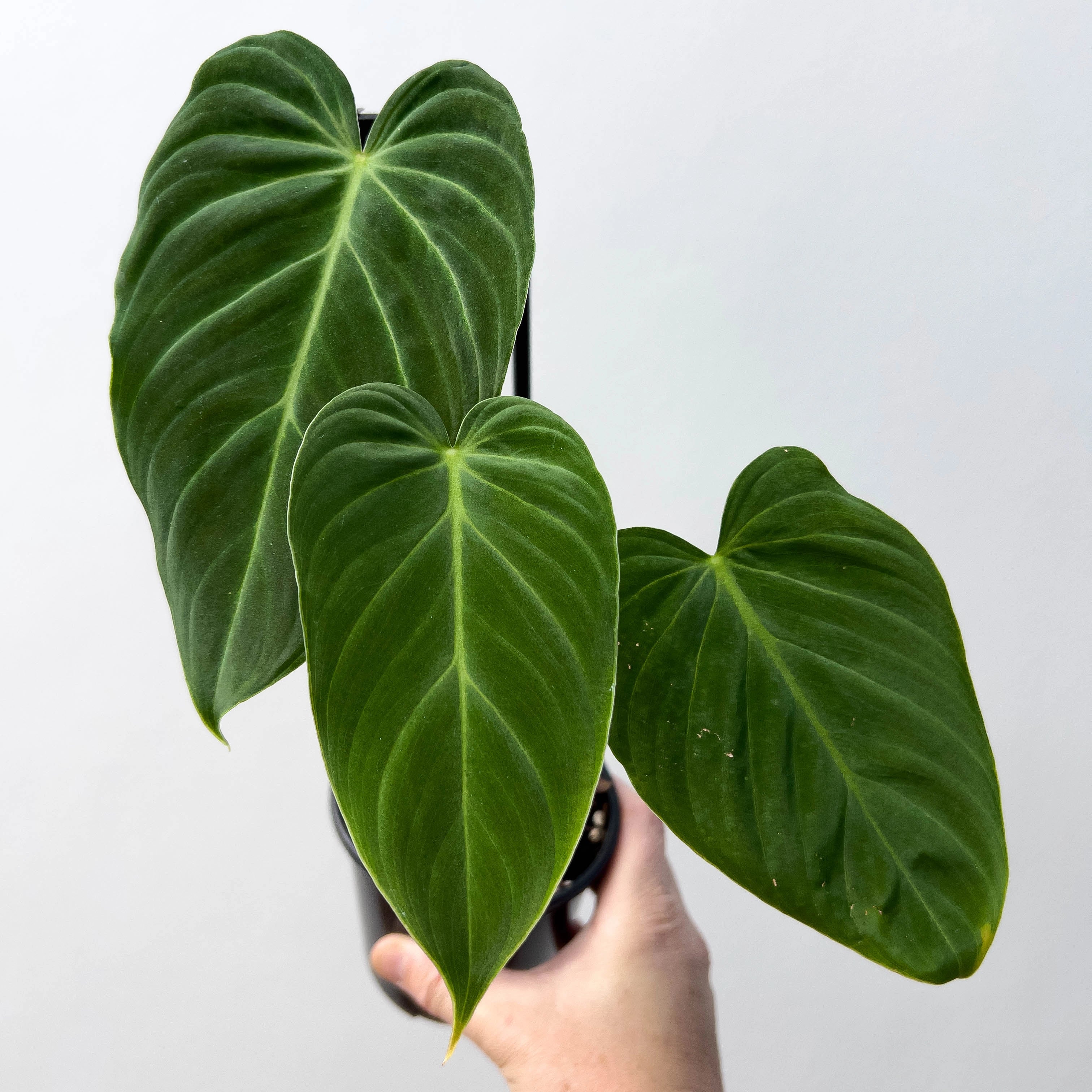 Buy Rare Philodendron Splendid Online