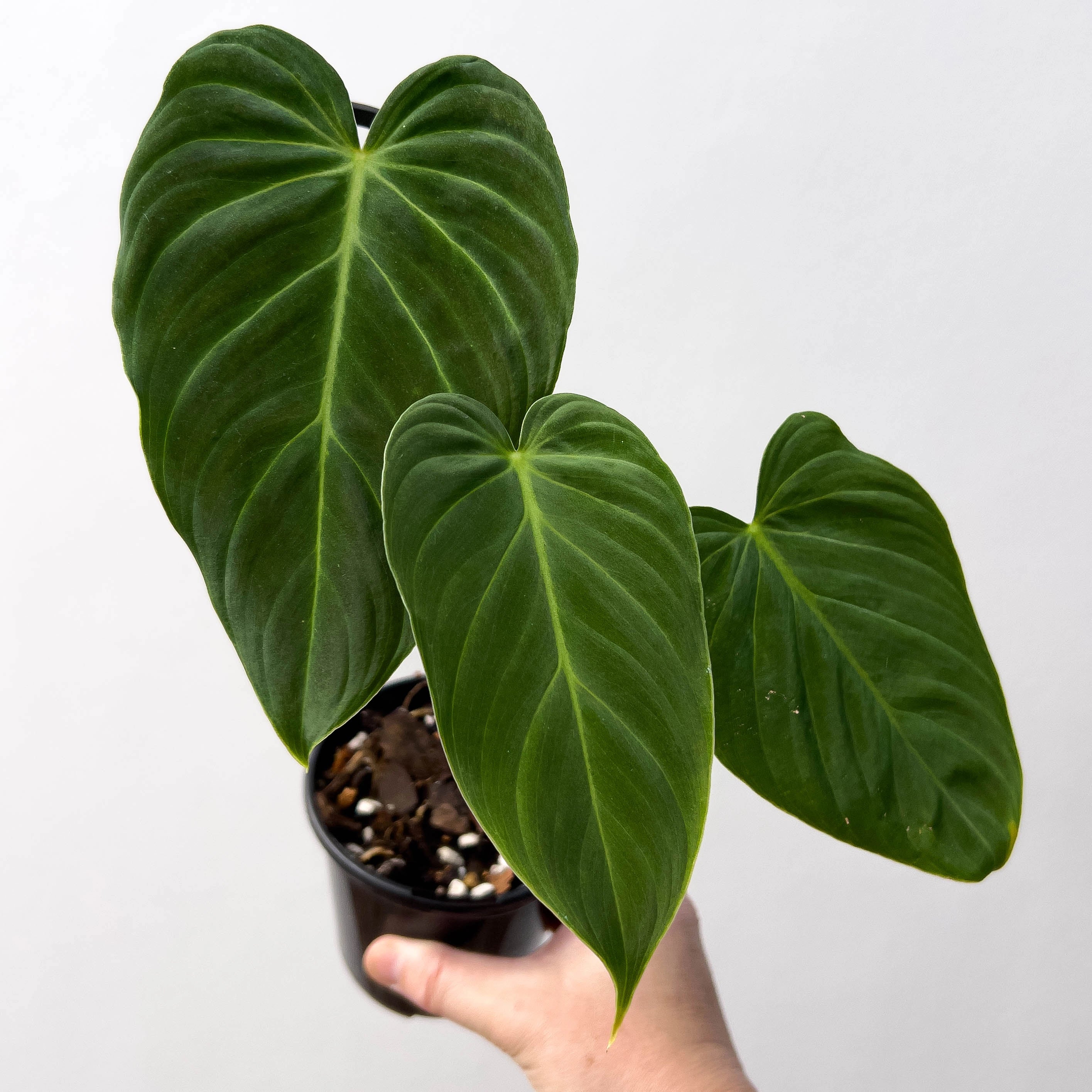 Buy Rare Philodendron Splendid Online