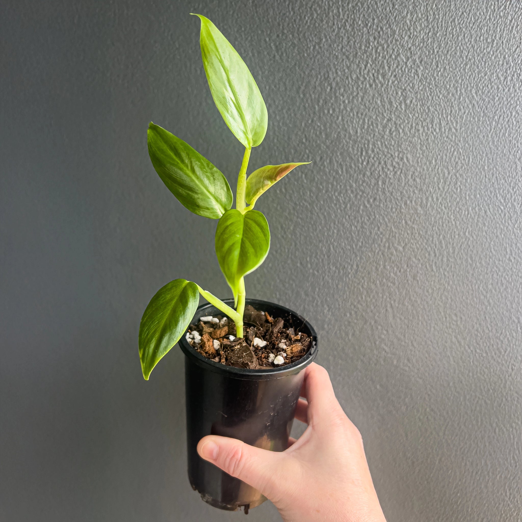 philodendron subhastatum propagation Buy Philodendron Subhastatum