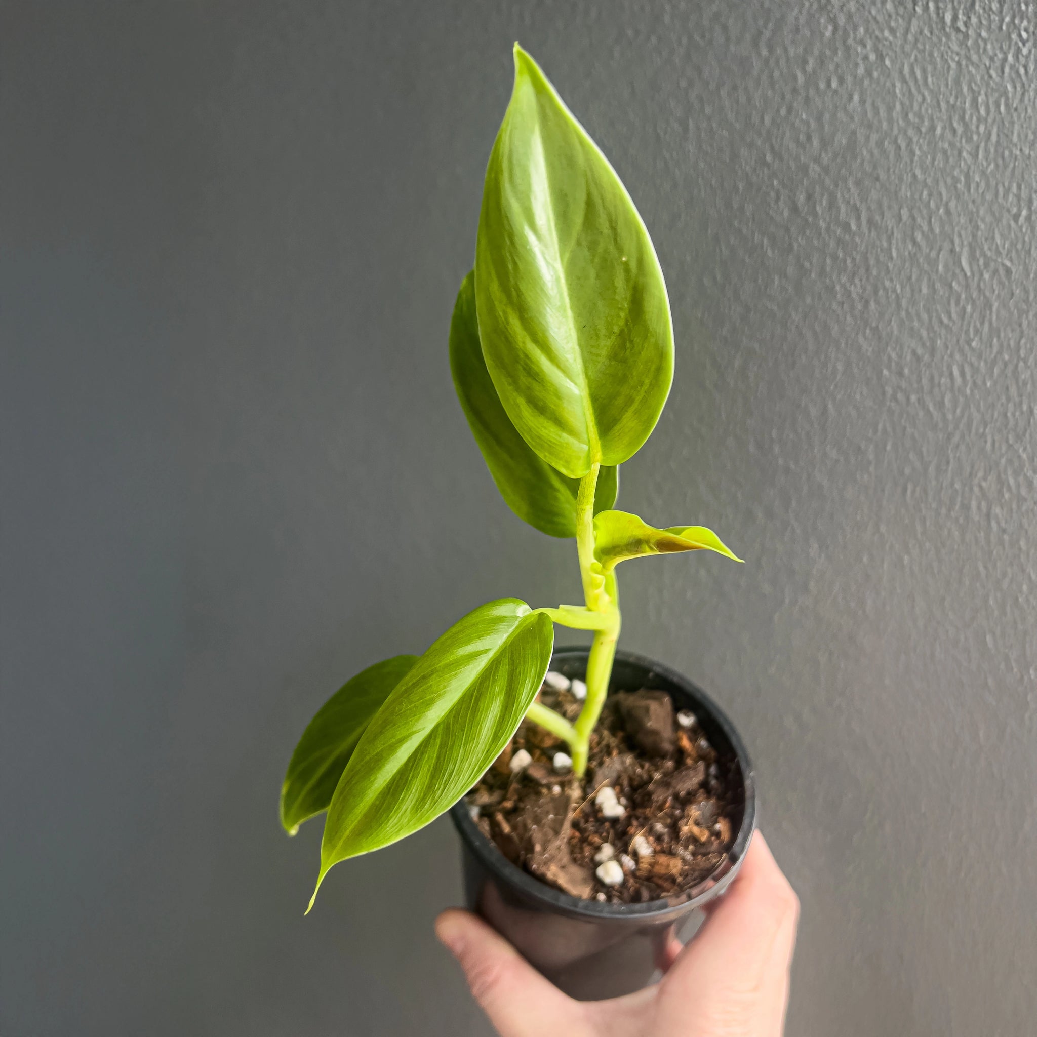 philodendron baby plants Buy Philodendron Subhastatum