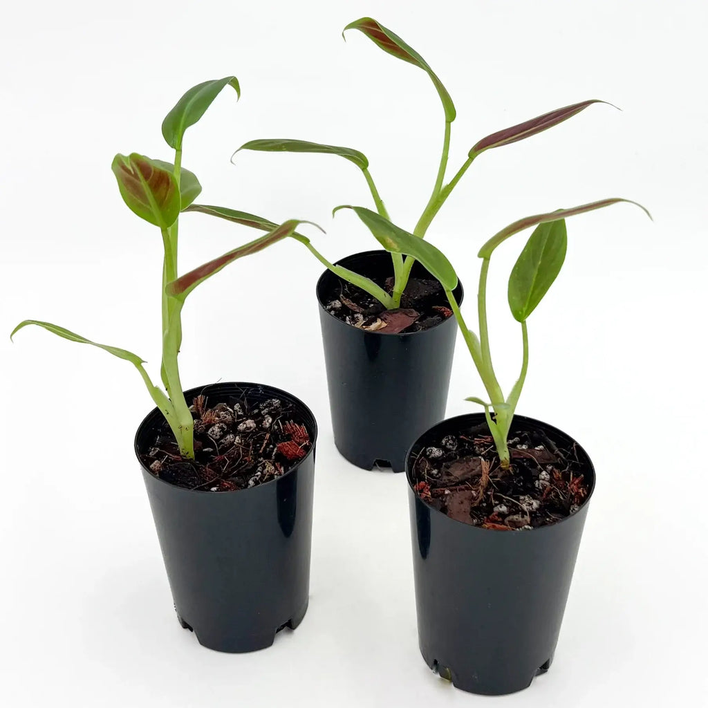 Philodendron Subhastatum | Indoor Plant | Chalet Boutique - Australia